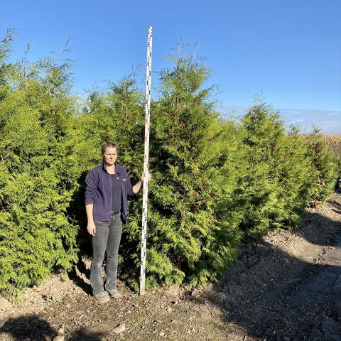 Thuja occidentalis 'Brabant'